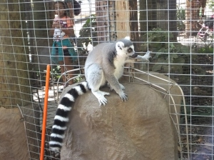 up close and personal with the lemurs